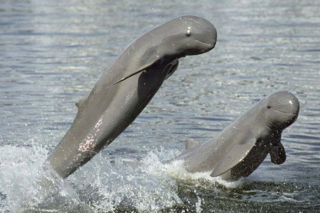 Kratie Dolphins on Mekong River, Laos